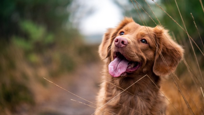 pet insurance