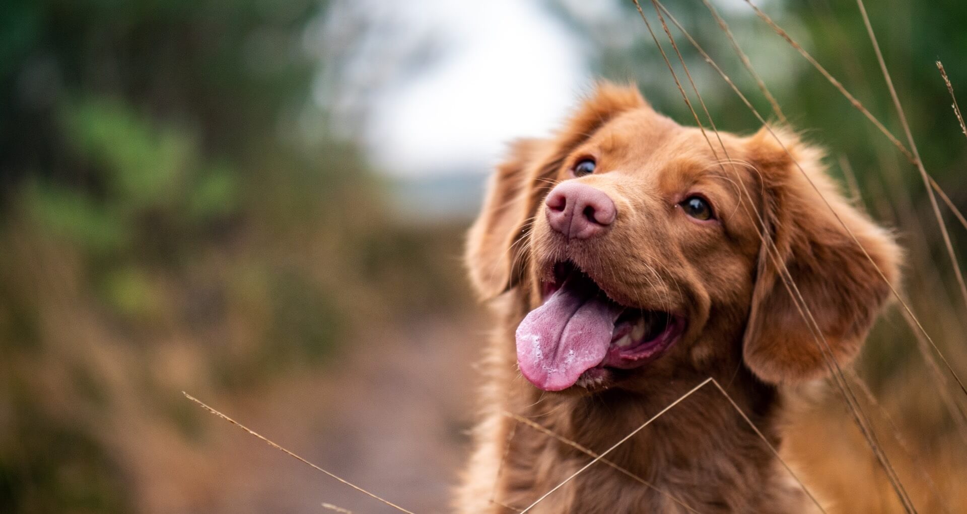 Pet Insurance